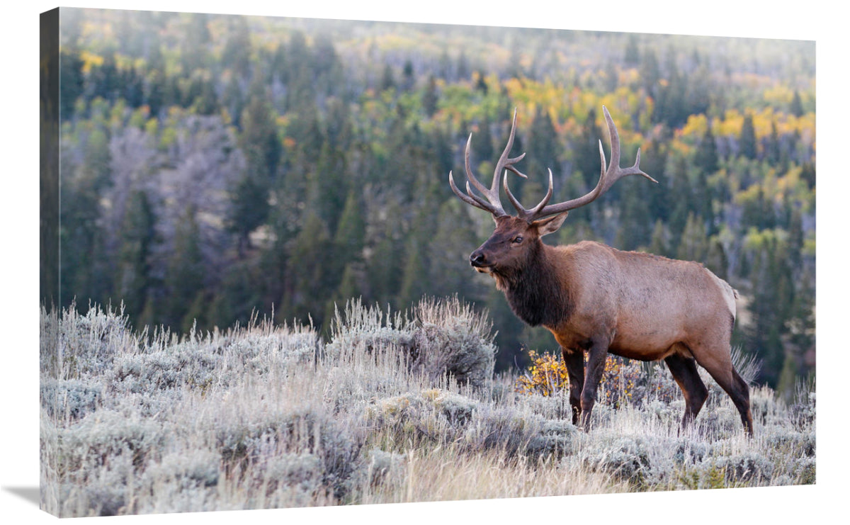 Bull Elk On The Hillside-Canvas Art-36X23.4