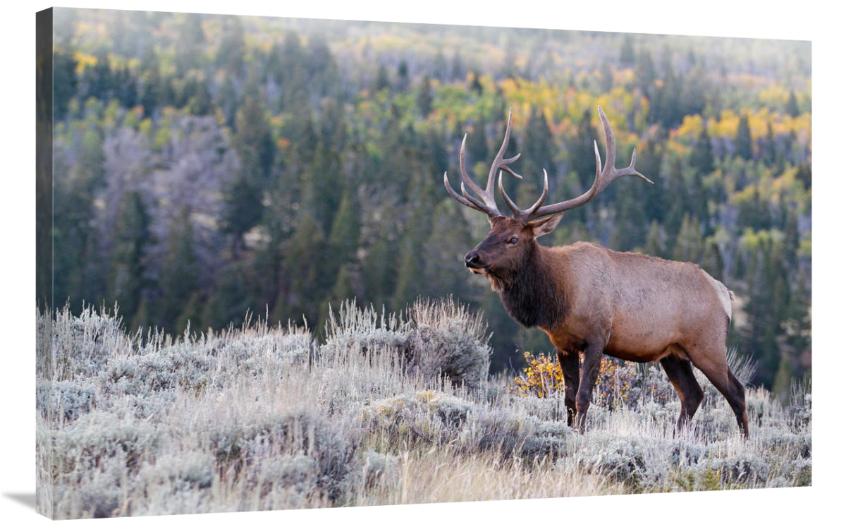 Bull Elk On The Hillside-Canvas Art-40X26