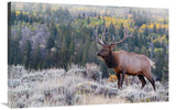 Bull Elk On The Hillside-Canvas Art-40X26