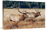 Confrontation-Canvas Art-30X20.1
