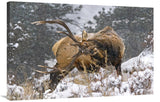Clearing His Antlers-Canvas Art-40X26.8