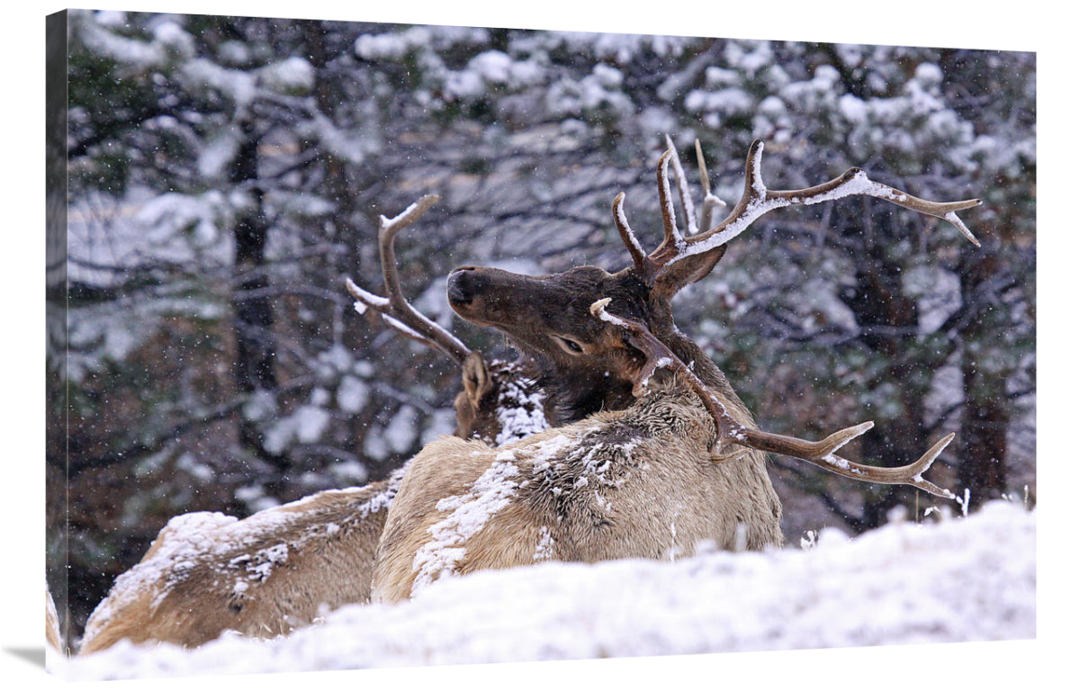 The Back Scratcher-Canvas Art-40X26.8
