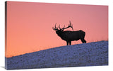 Winter Sunrise-Canvas Art-40X26