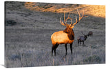 Elk At First Light-Canvas Art-44X28.6
