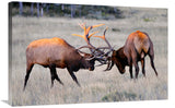 Elk Duel At Sunrise-Canvas Art-36X23.4
