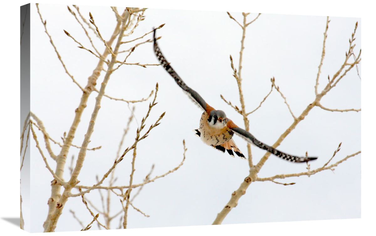 Hawk In Flight-Canvas Art-30X20.1