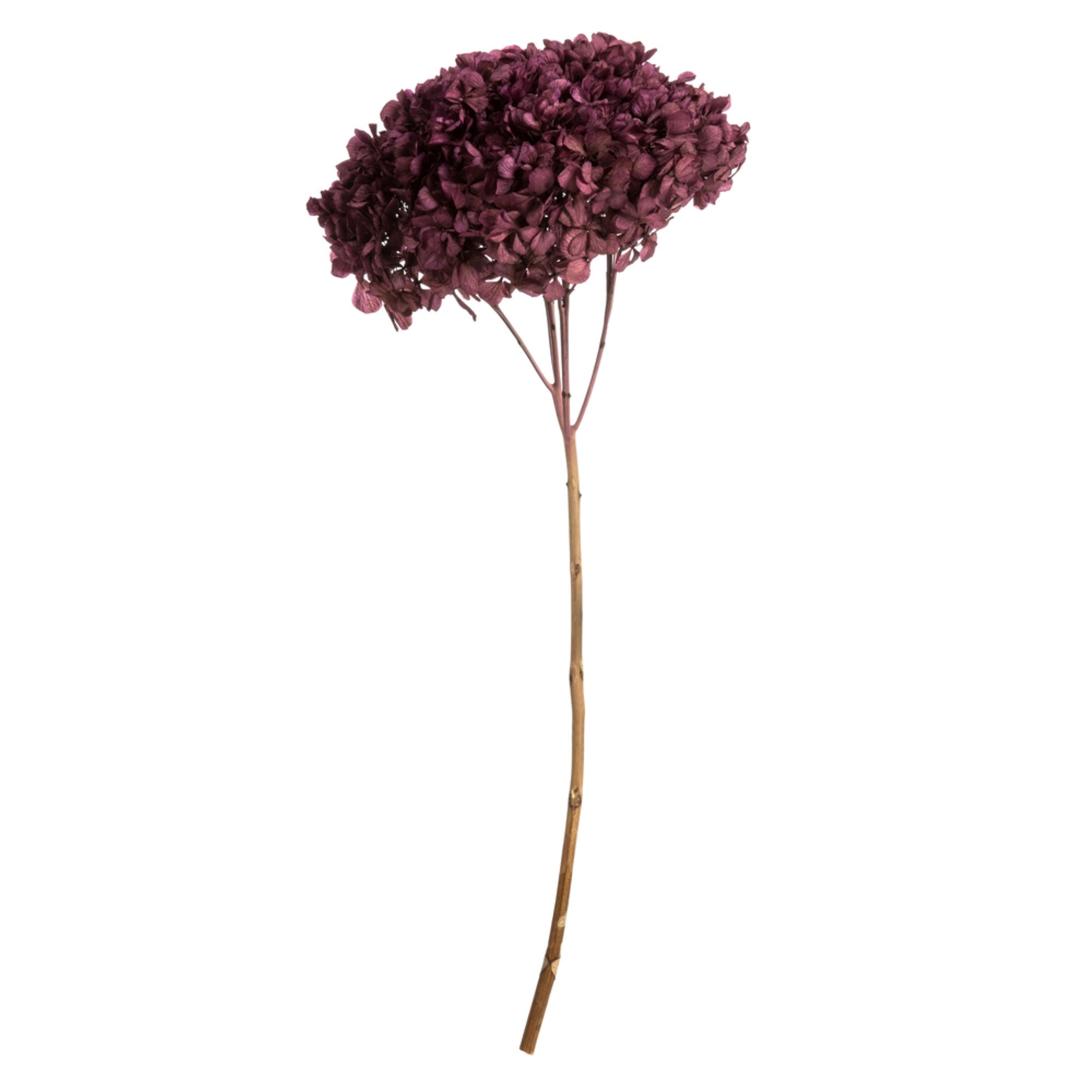 15'' Purple Orchid Hydrangea Stem