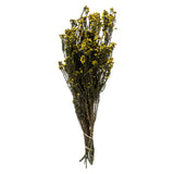 12-22 Yellow Phylica Bundle 5Oz