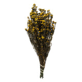 12-22 Aspen Gold Phylica Bundle 5Oz