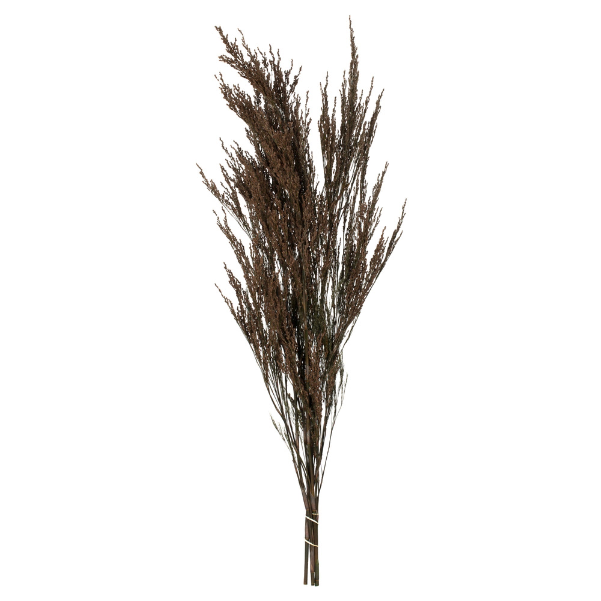 36-40 Green Reed Grass Bundle 8Oz
