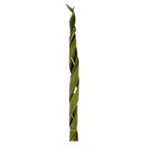 45-48 Curled Basil Coco Velvet Stems