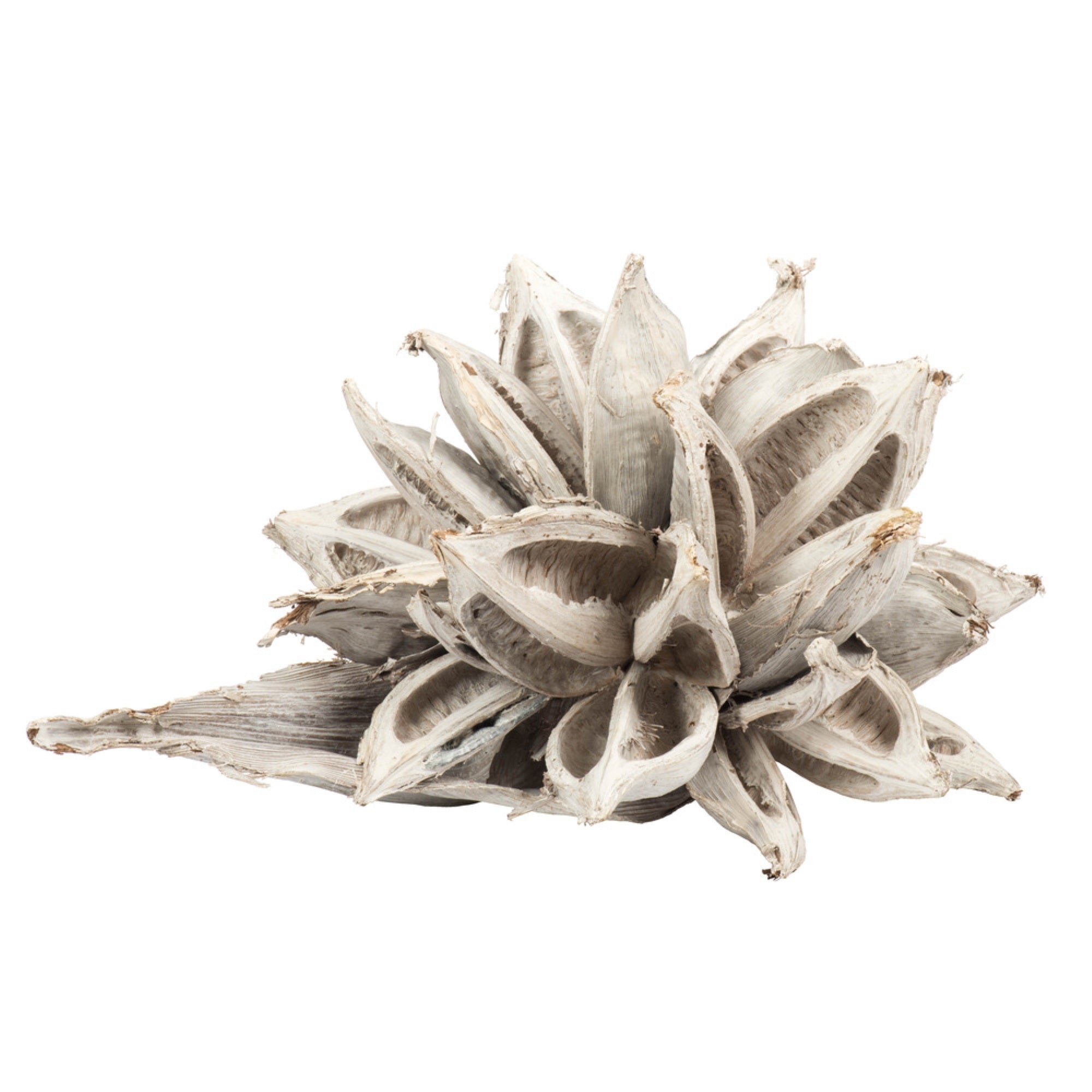 12-16 White Wash Star Pod - 1Pc