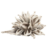 12-16 White Wash Star Pod - 1Pc