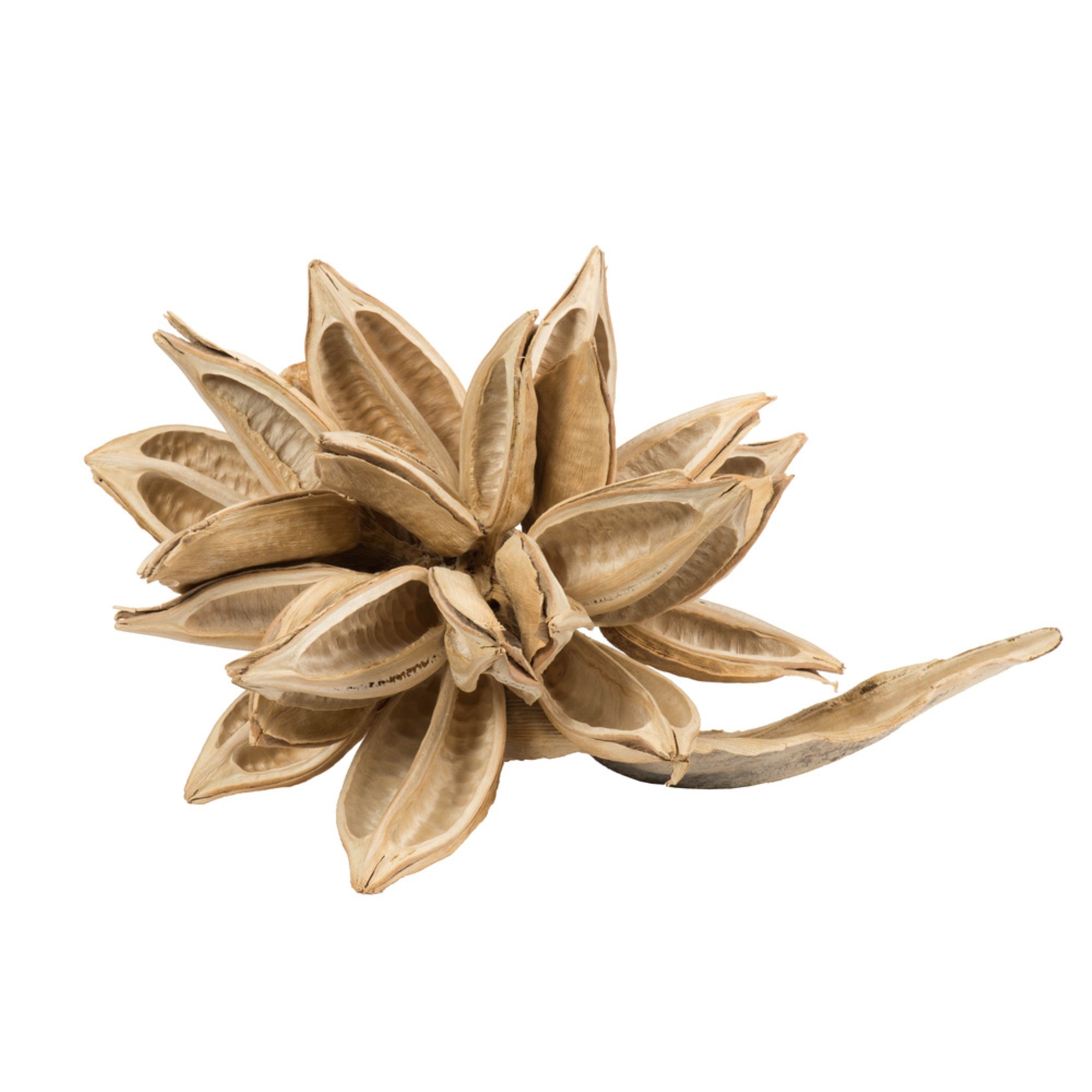 12-16 Bleached Star Pod - 1Pc