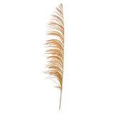 Vickerman 60-72 Aspen Gold Uva Palm Spray Standing Between 60 To 72 Inches Tall. Pack Of 10.