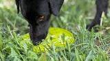 Citrus Design eMat - Enrichment Lick Mat For Dogs and Cats - with Suction Cups | USA Made