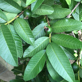 Jamaican Guava Leaf Tea | Organic