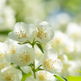 Honeysuckle Jasmine – 12 oz