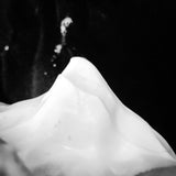 Pisgah Shaving Soap - by Murphy and McNeil