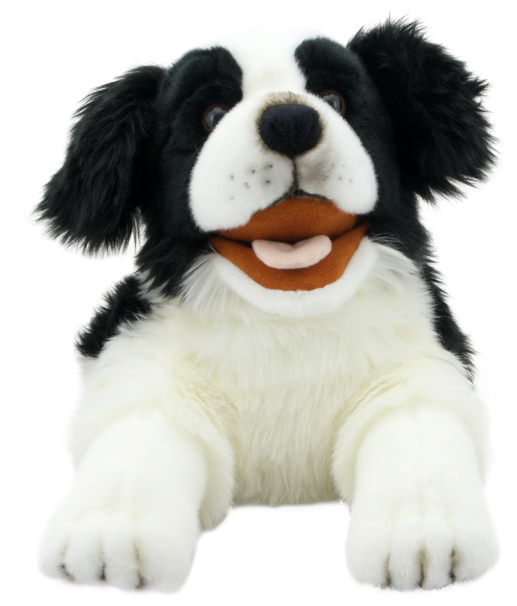 Playful Puppies: Border Collie