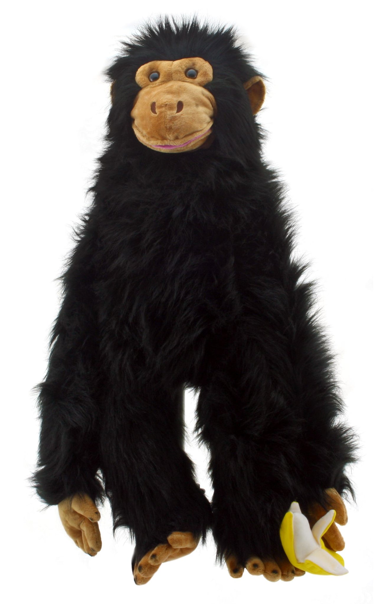 Primates: Chimp (Large)