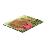 Caroline'S Treasures Curly Coated Retriever Mouse Pad/Hot Pad/Trivet (Ss8684Mp)