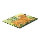Caroline'S Treasures Norwich Terrier Mouse Pad/Hot Pad/Trivet (Ss8884Mp)