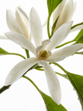 White Champaca Eau de Parfum