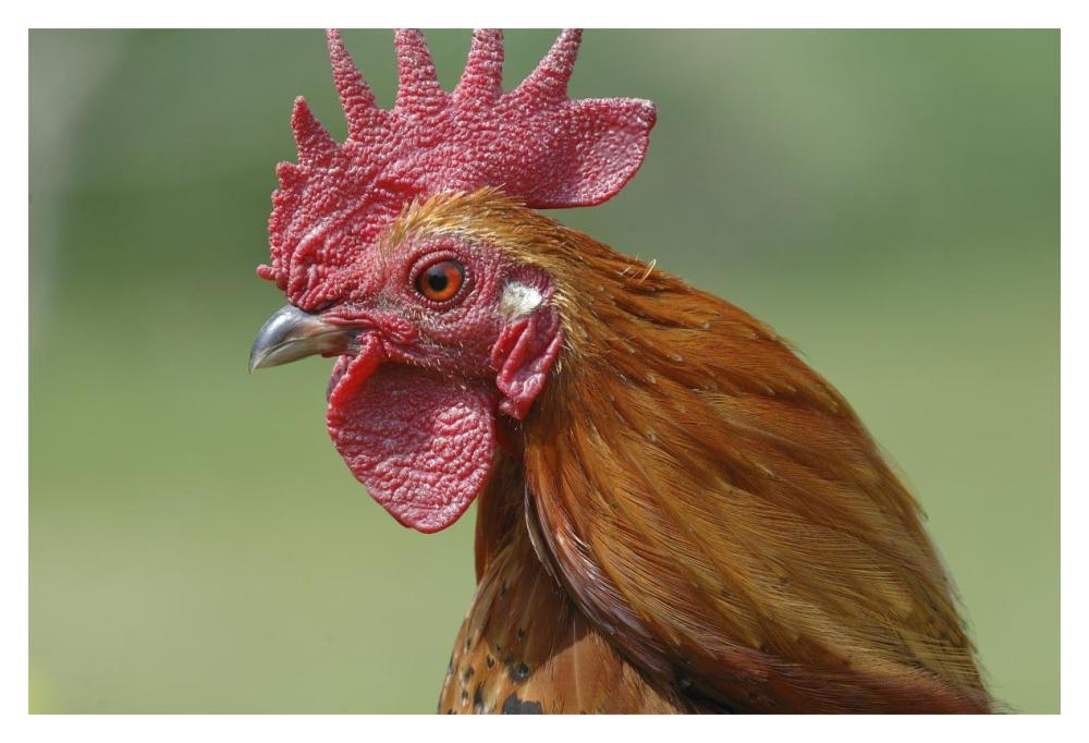 Portrait Of A Cockerel-Paper Art-20,,X14,,