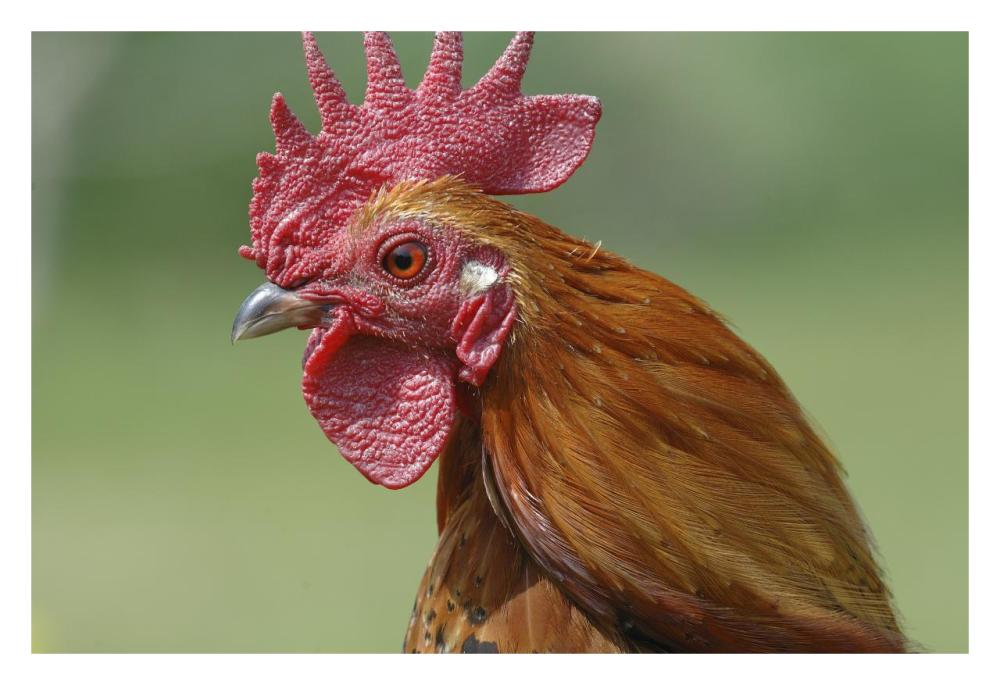 Portrait Of A Cockerel-Paper Art-32,,X22,,