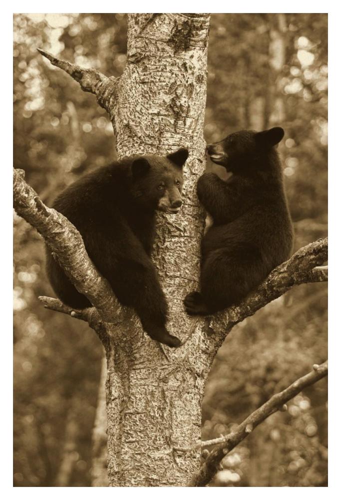Black Bear Two Cubs In Tree, Orr, Minnesota-Paper Art-14,,X20,,