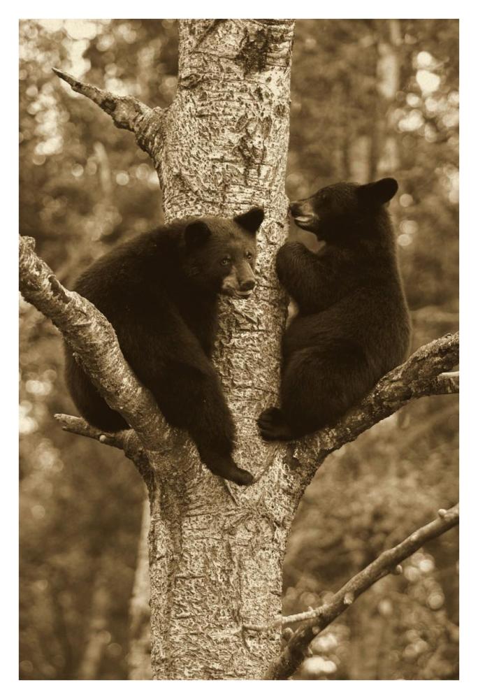 Black Bear Two Cubs In Tree, Orr, Minnesota-Paper Art-26,,X38,,