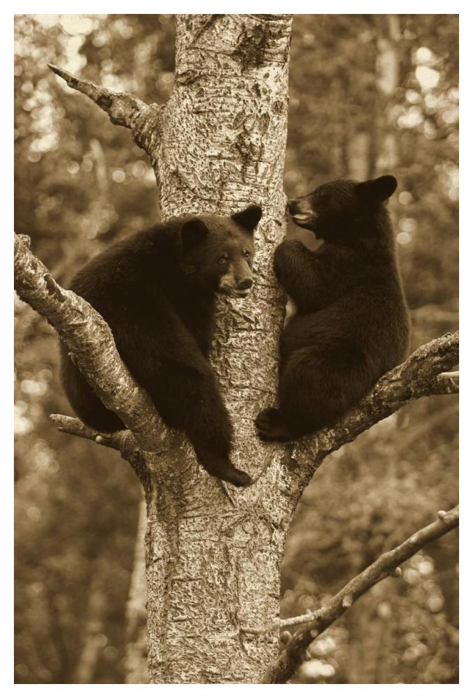 Black Bear Two Cubs In Tree, Orr, Minnesota-Paper Art-34,,X50,,