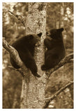 Black Bear Two Cubs In Tree, Orr, Minnesota-Paper Art-34,,X50,,