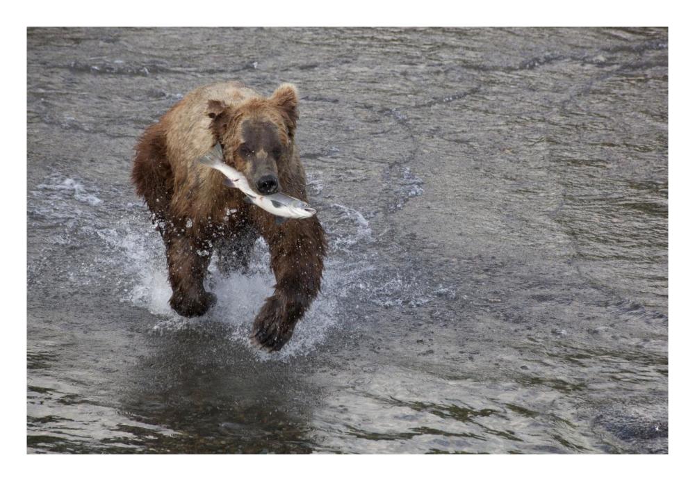 Grizzly Bear Young Male With Sockeye Salmon Prey Along Brooks River, Katmai National Park, Alaska-Paper Art-26,,X18,,