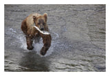 Grizzly Bear Young Male With Sockeye Salmon Prey Along Brooks River, Katmai National Park, Alaska-Paper Art-26,,X18,,