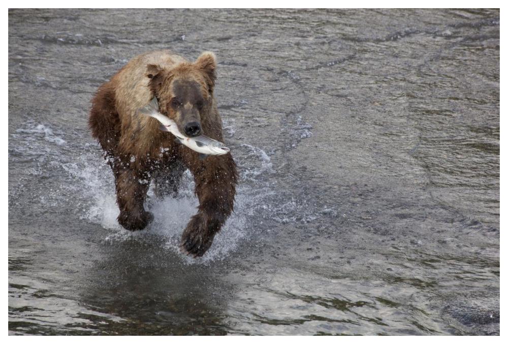Grizzly Bear Young Male With Sockeye Salmon Prey Along Brooks River, Katmai National Park, Alaska-Paper Art-62,,X42,,
