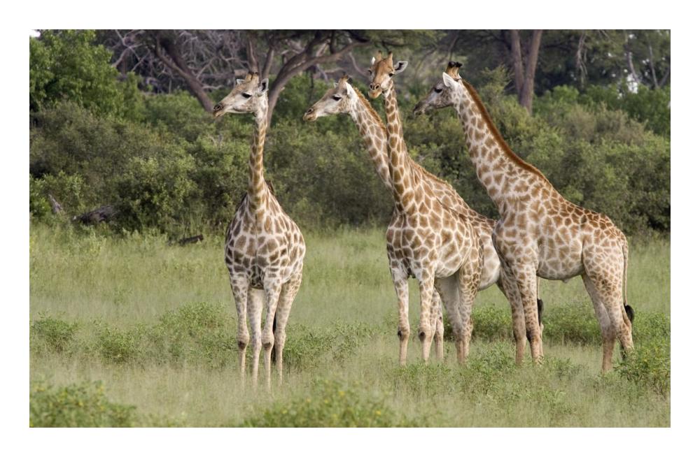 Giraffe Group, Linyanti River, Botswana-Paper Art-24,,X15.6,,