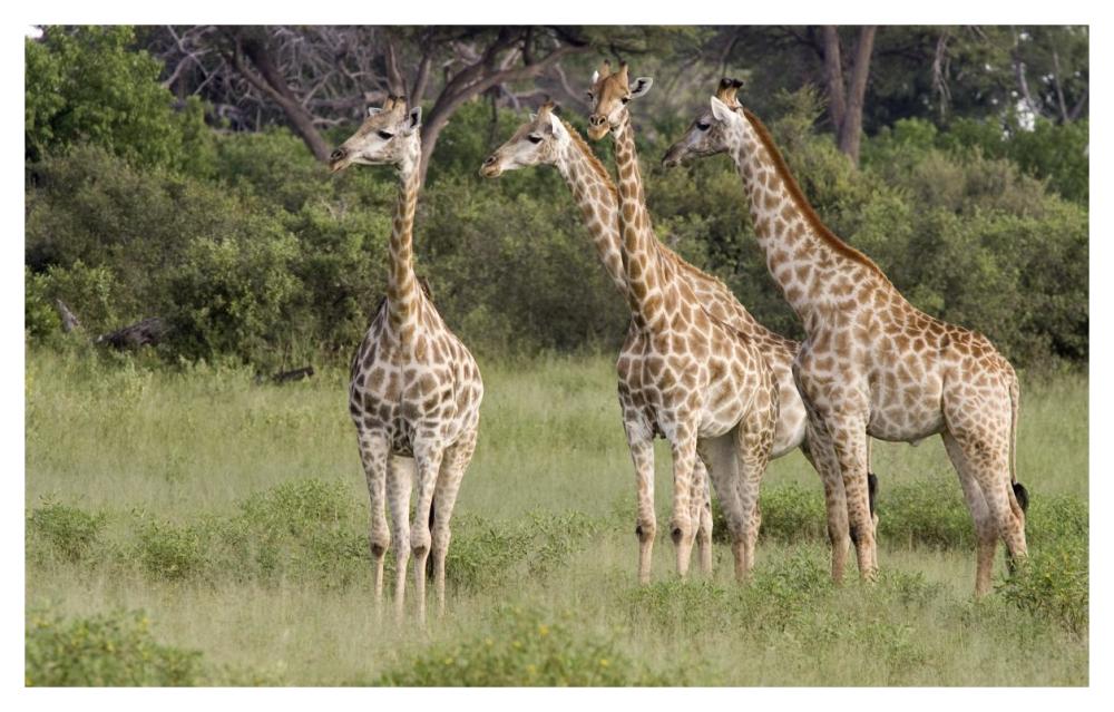 Giraffe Group, Linyanti River, Botswana-Paper Art-46,,X29.3,,