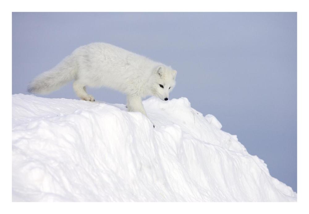 Arctic Fox On Snow Drift, Tundra, Arctic-Paper Art-26,,X18,,