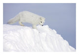 Arctic Fox On Snow Drift, Tundra, Arctic-Paper Art-26,,X18,,