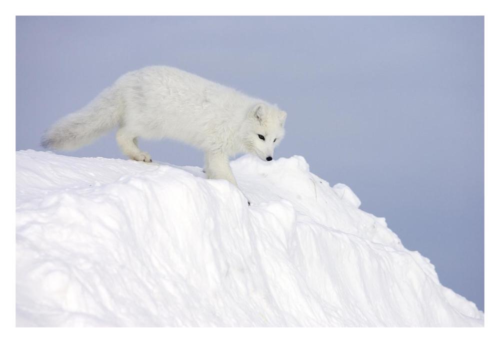 Arctic Fox On Snow Drift, Tundra, Arctic-Paper Art-32,,X22,,