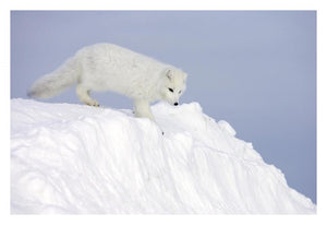 Arctic Fox On Snow Drift, Tundra, Arctic-Paper Art-32,,X22,,