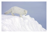 Arctic Fox On Snow Drift, Tundra, Arctic-Paper Art-32,,X22,,