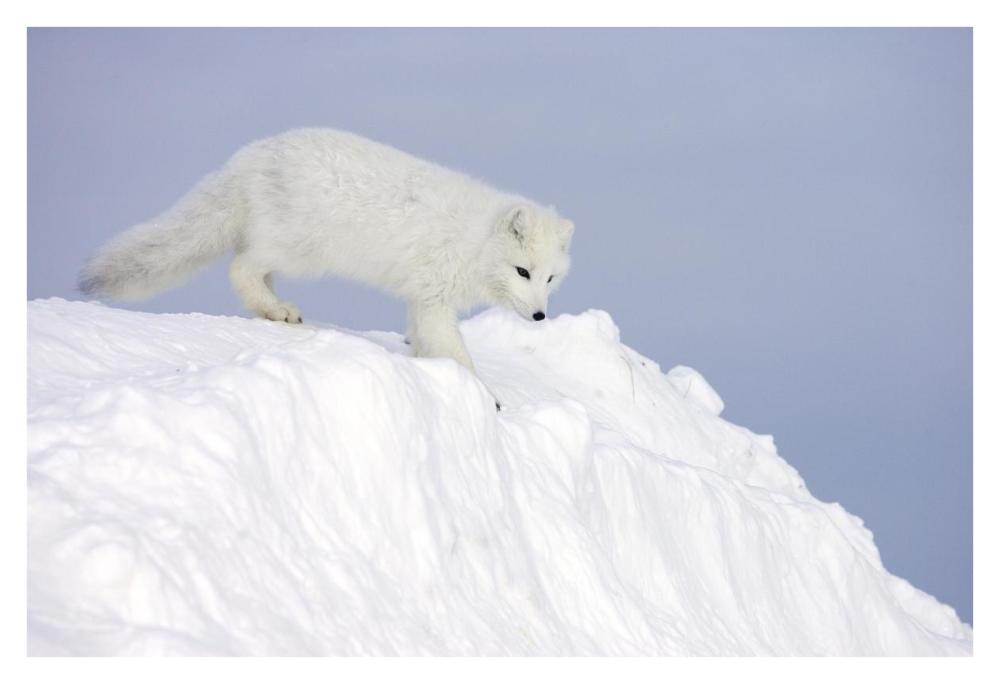 Arctic Fox On Snow Drift, Tundra, Arctic-Paper Art-38,,X26,,