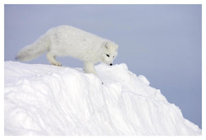 Arctic Fox On Snow Drift, Tundra, Arctic-Paper Art-50,,X34,,