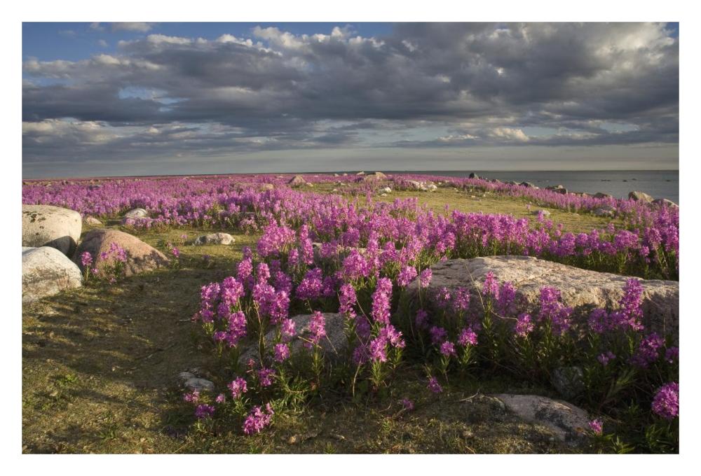Fireweed Covered Island, Hudson Bay, Canada-Paper Art-32,,X22,,