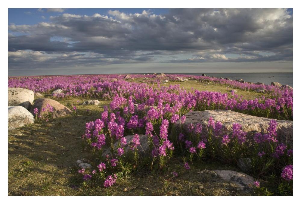 Fireweed Covered Island, Hudson Bay, Canada-Paper Art-38,,X26,,