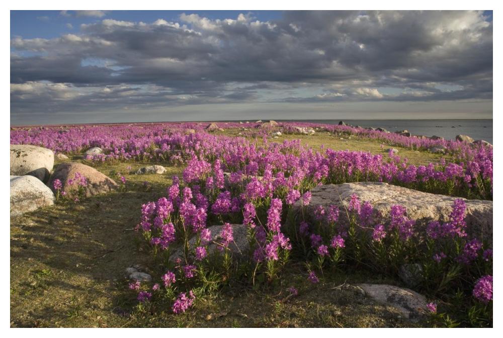 Fireweed Covered Island, Hudson Bay, Canada-Paper Art-50,,X34,,