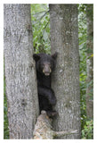 Black Bear Juvenile Male In Tree, Orr, Minnesota-Paper Art-14,,X20,,